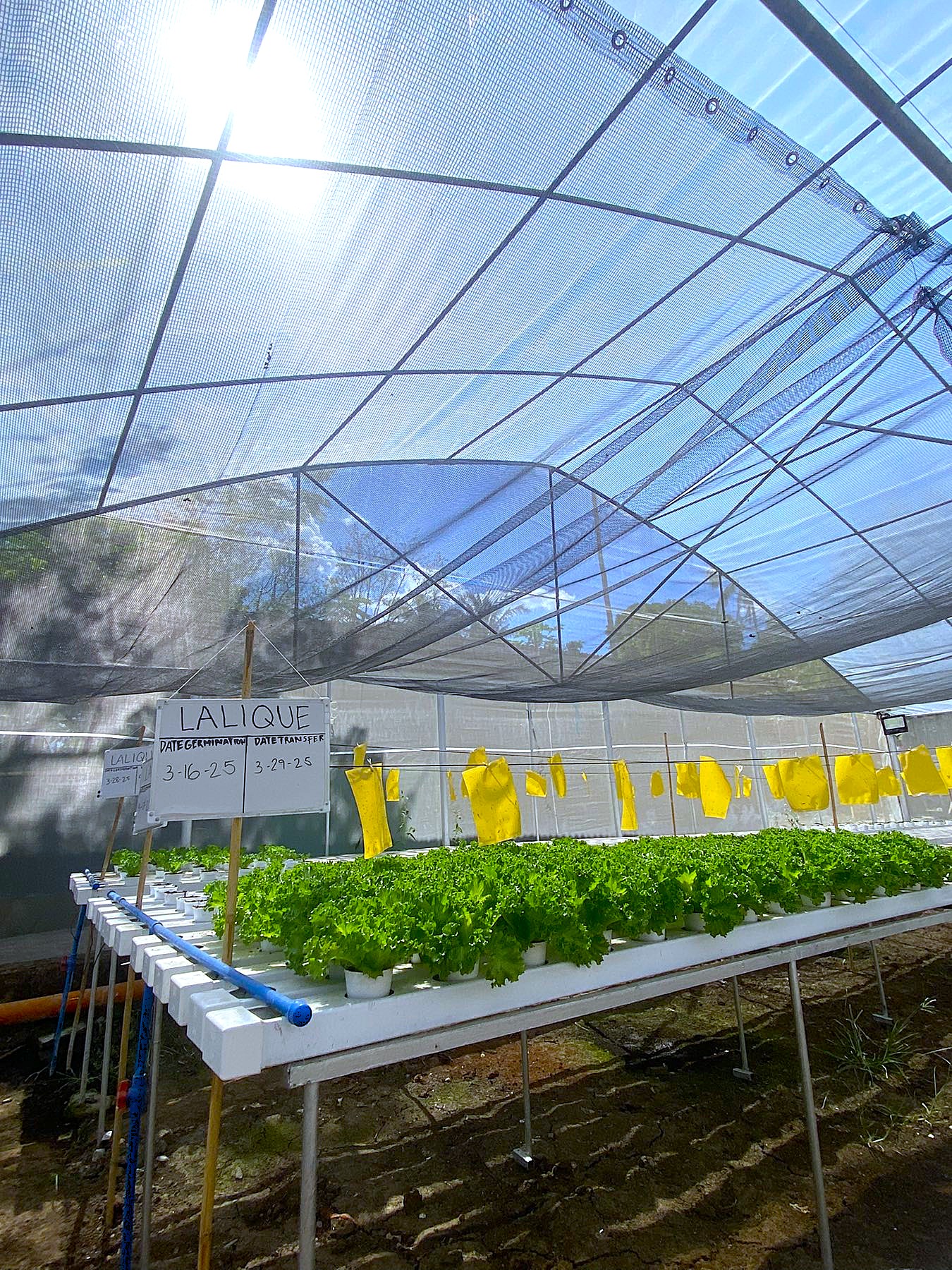 Hydroponics